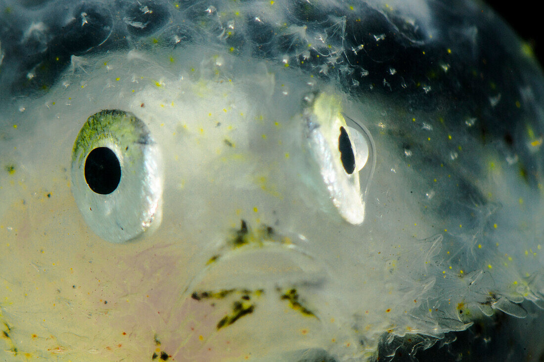 Juvenile Pancake Batfish (Halieutichthys aculeatus)