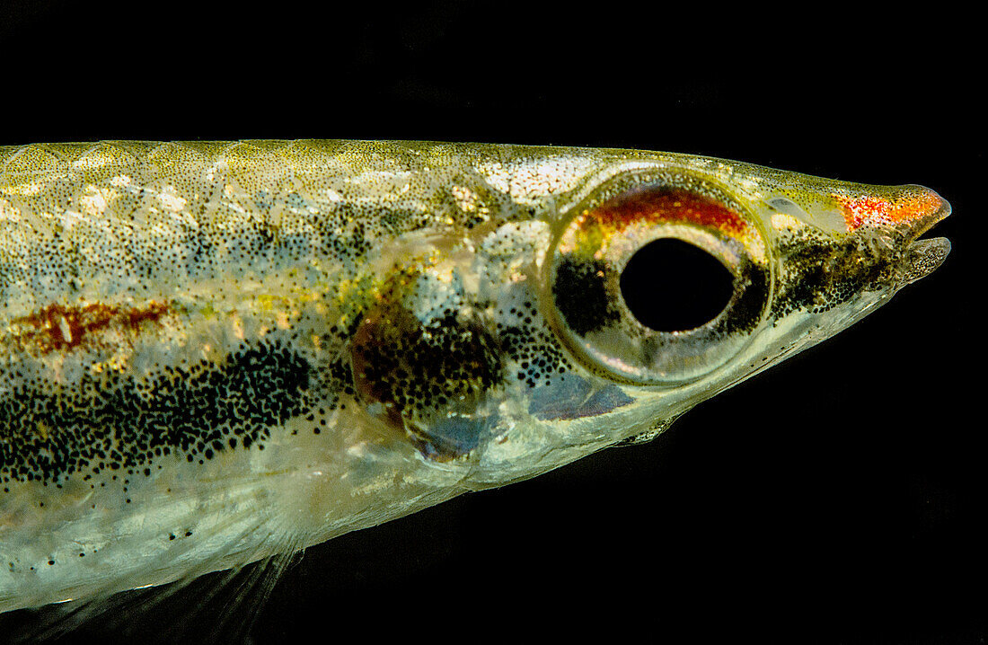 Three-lined Pencilfish (Nannostomus trifasciatus)
