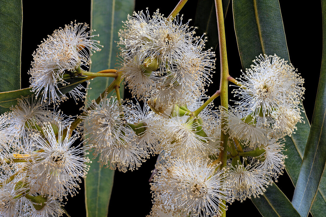 Eucalyptus Flowers