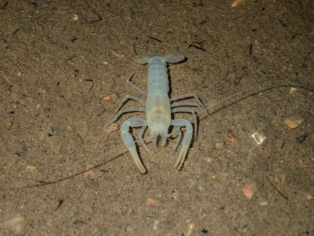Delaware County Cave Crayfish (Cambarus subterraneus)