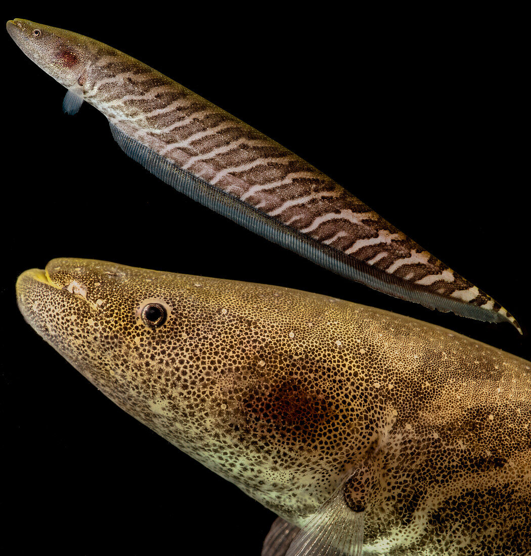 Knifefish (Gymnotus carapo)