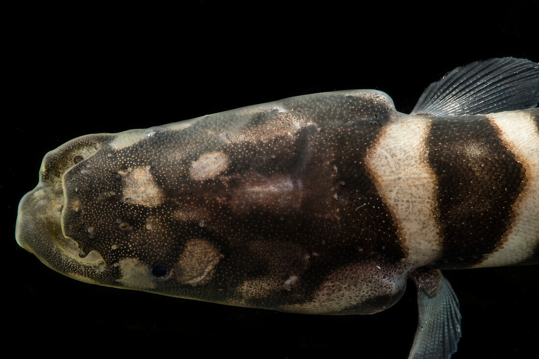 Knifefish (Gymnotus tigre)