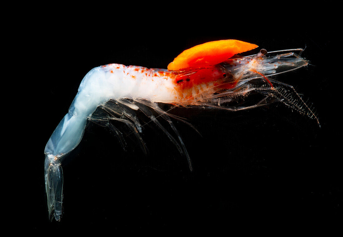 Mesopelagic shrimp (Sergestes henseni)