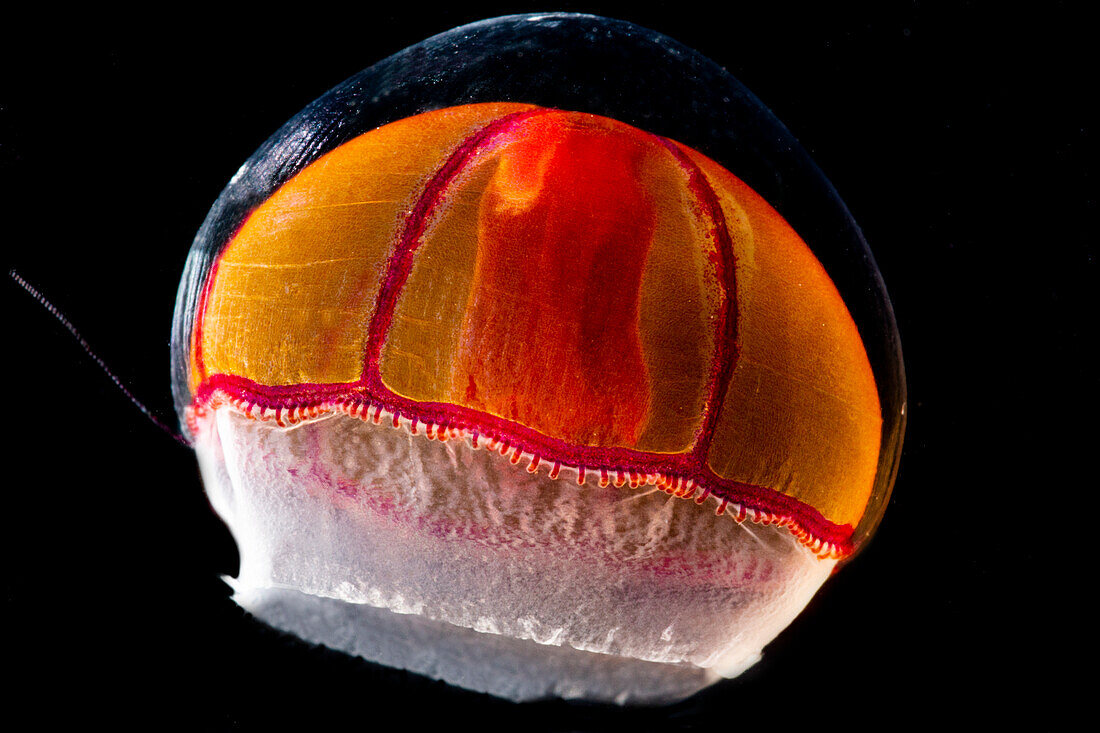 Deep-Water Jellyfish