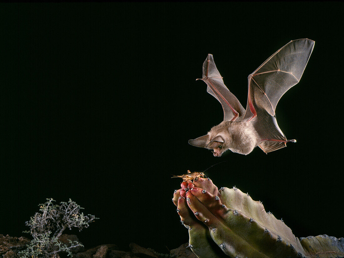 California leaf-nosed bat (Macrotus californicus)
