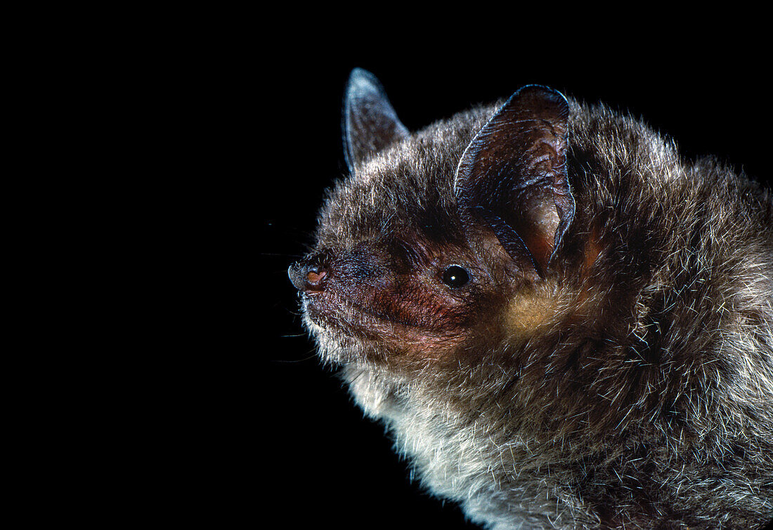Gray Myotis Bat (Myotis grisescens)