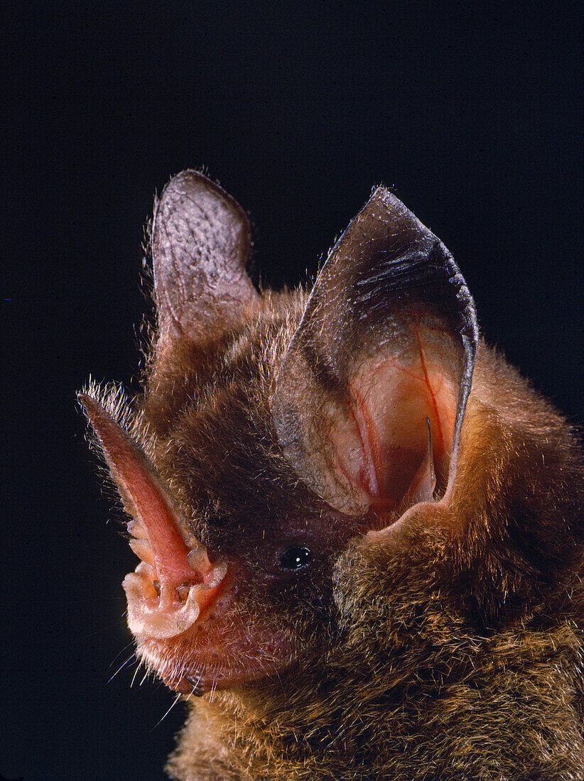 Striped hairy-nosed bat (Mimon crenulatum)