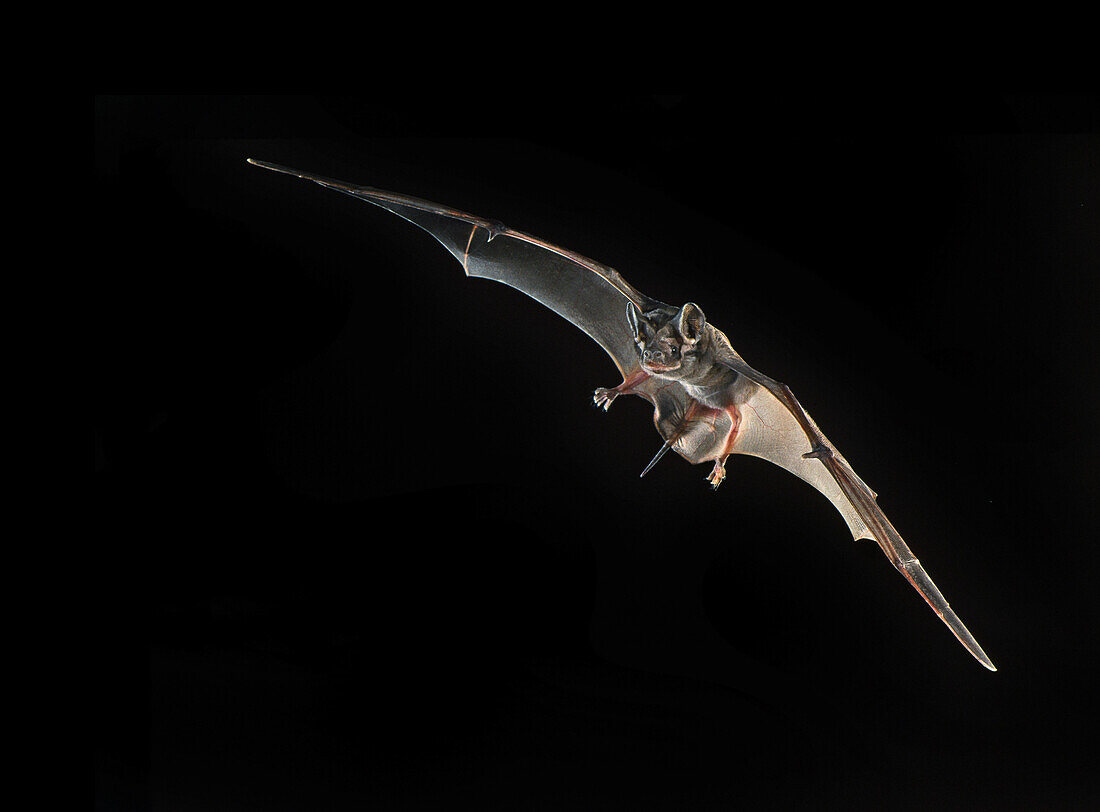 Wagner's bonneted bat (Eumops glaucinus)
