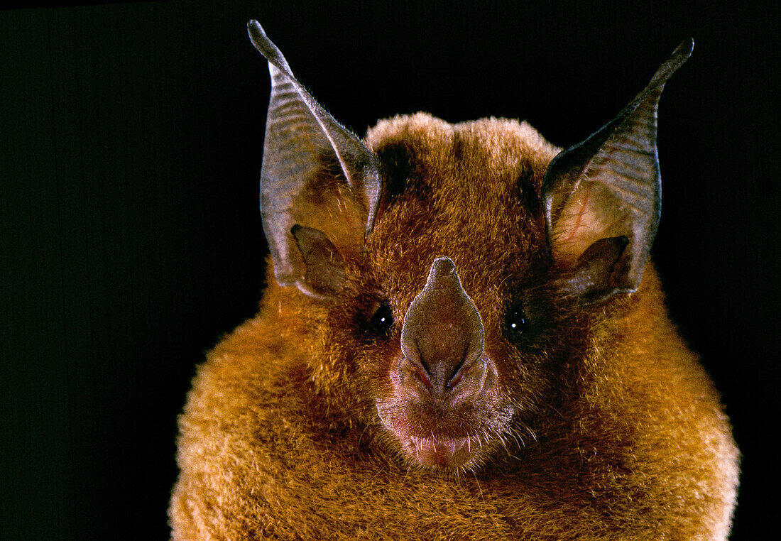 Niceforo's big-eared Bat (Trinycteris nicefori)