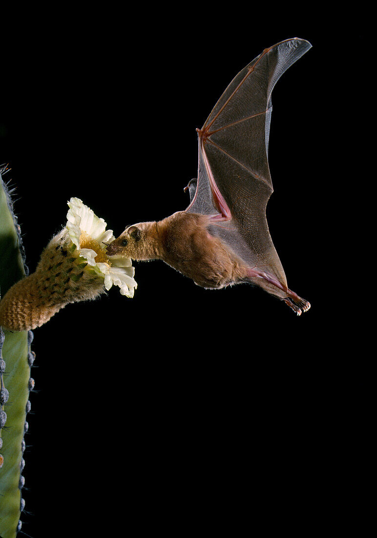 Lesser Long-nosed Bat at Cardon Flower