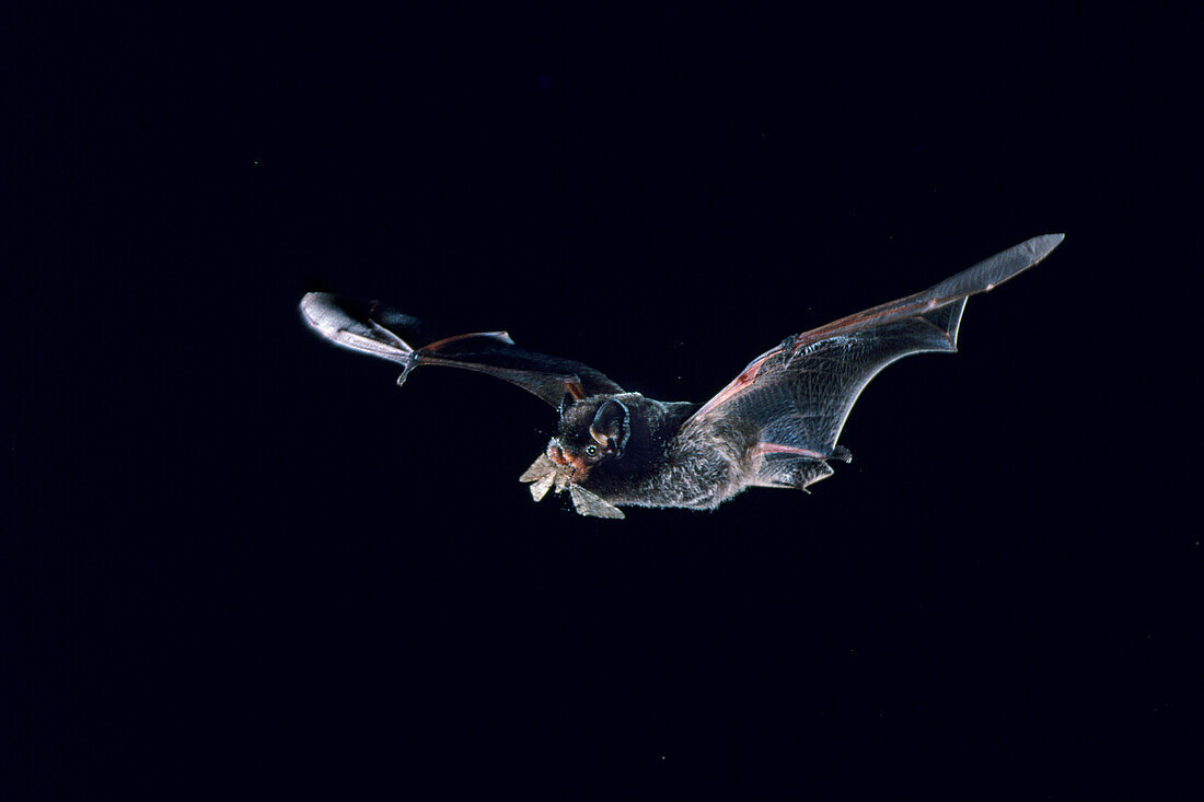 Silver-haired Bat Catches Moth