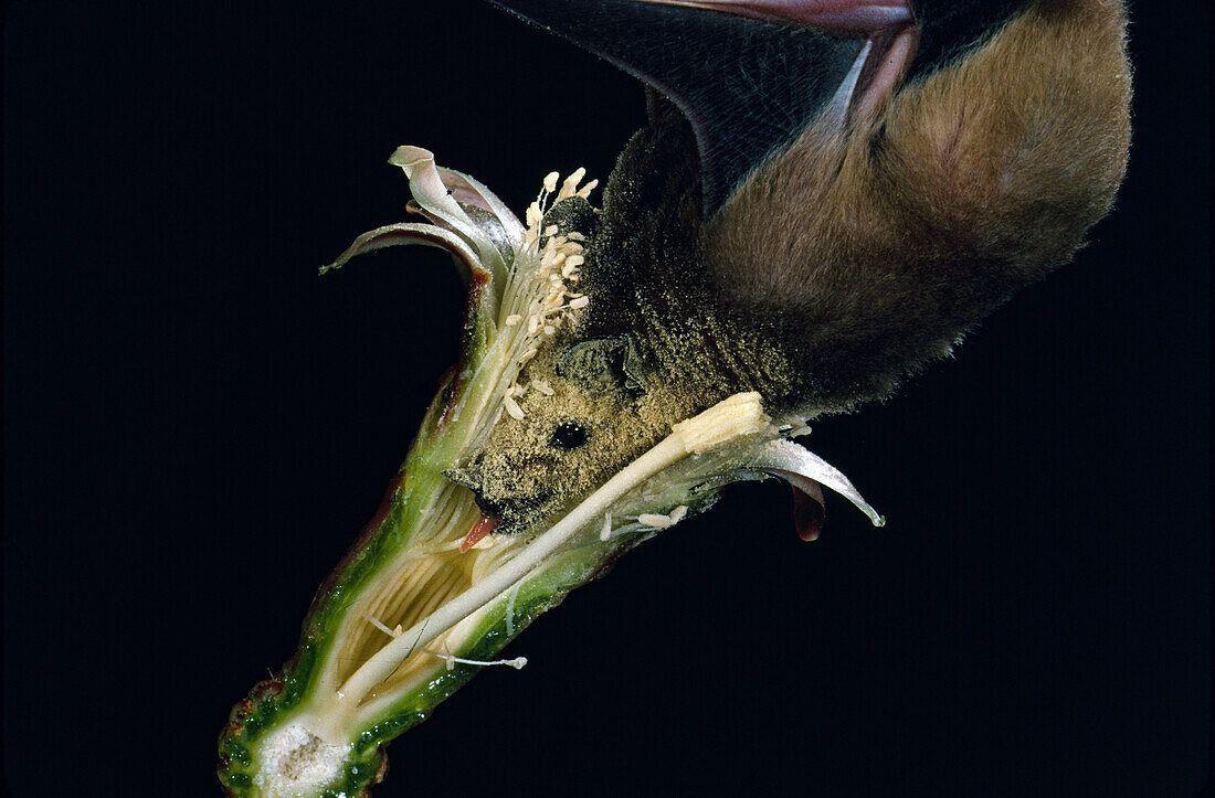 lesser long-nosed bat (Leptonycteris yerbabuenae)