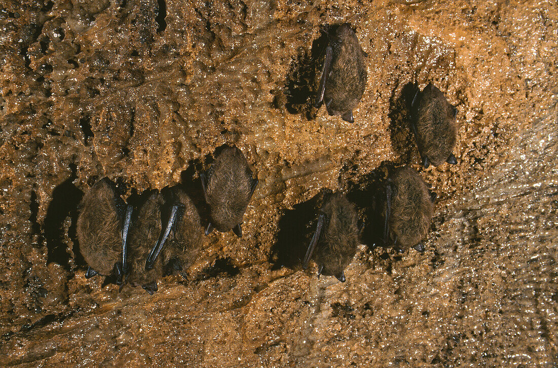 Little Brown Bats (Myotis lucifugus)