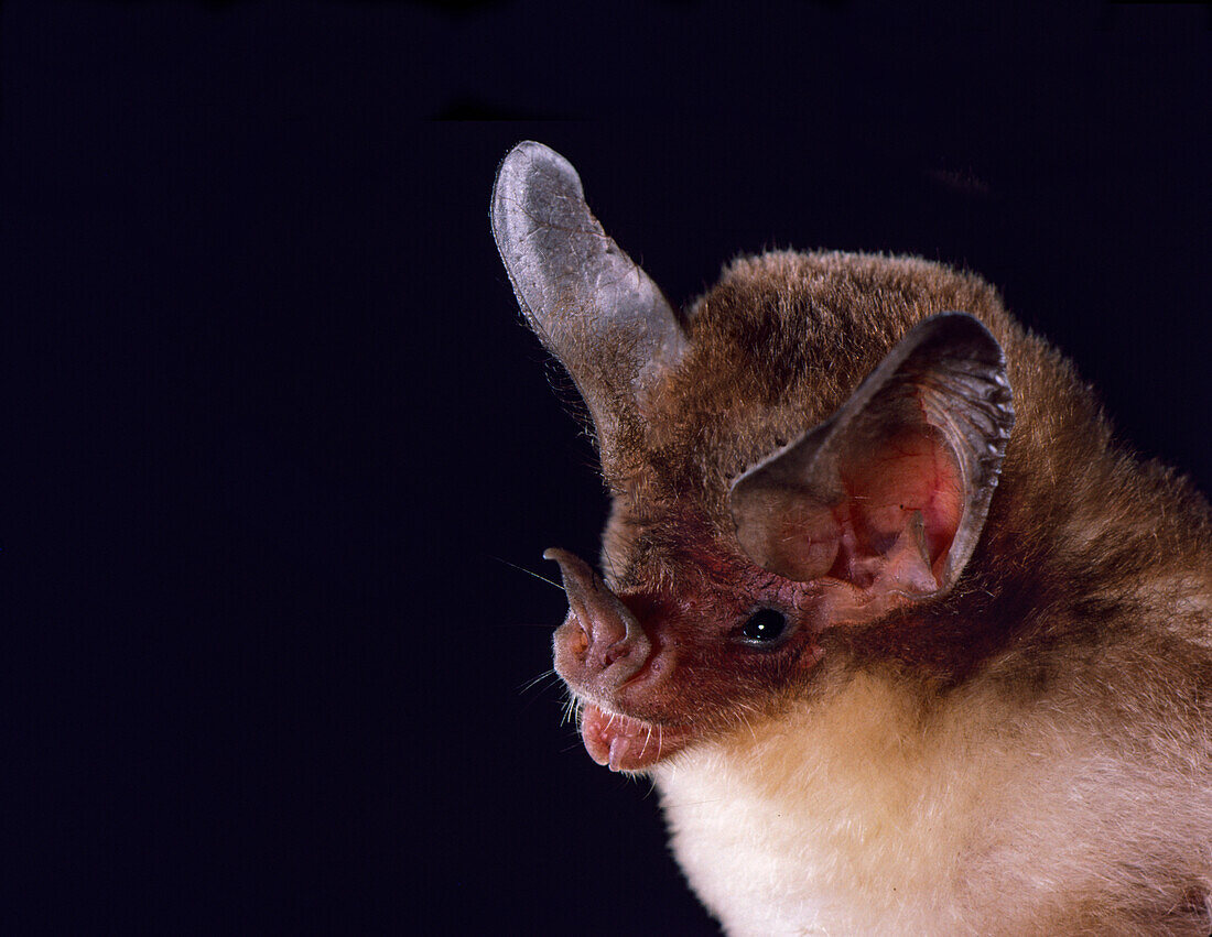 White-bellied big-eared bat, Micronycteris minuta