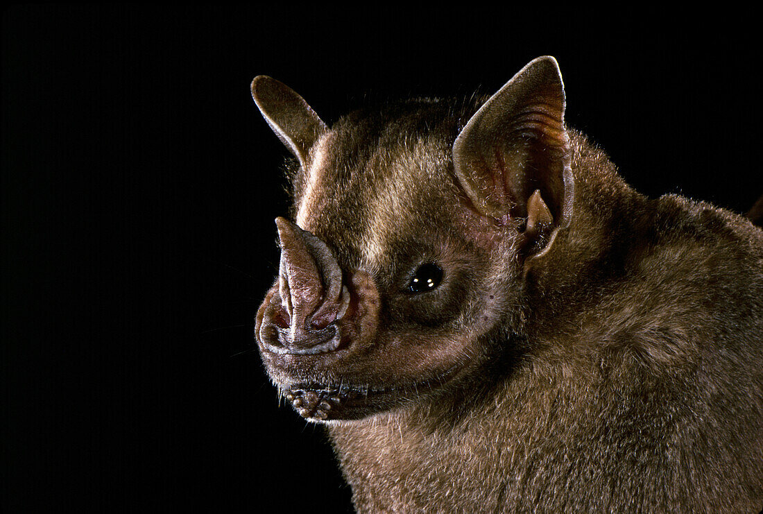 Large Fruit-eating bat (Artibeus amplus)