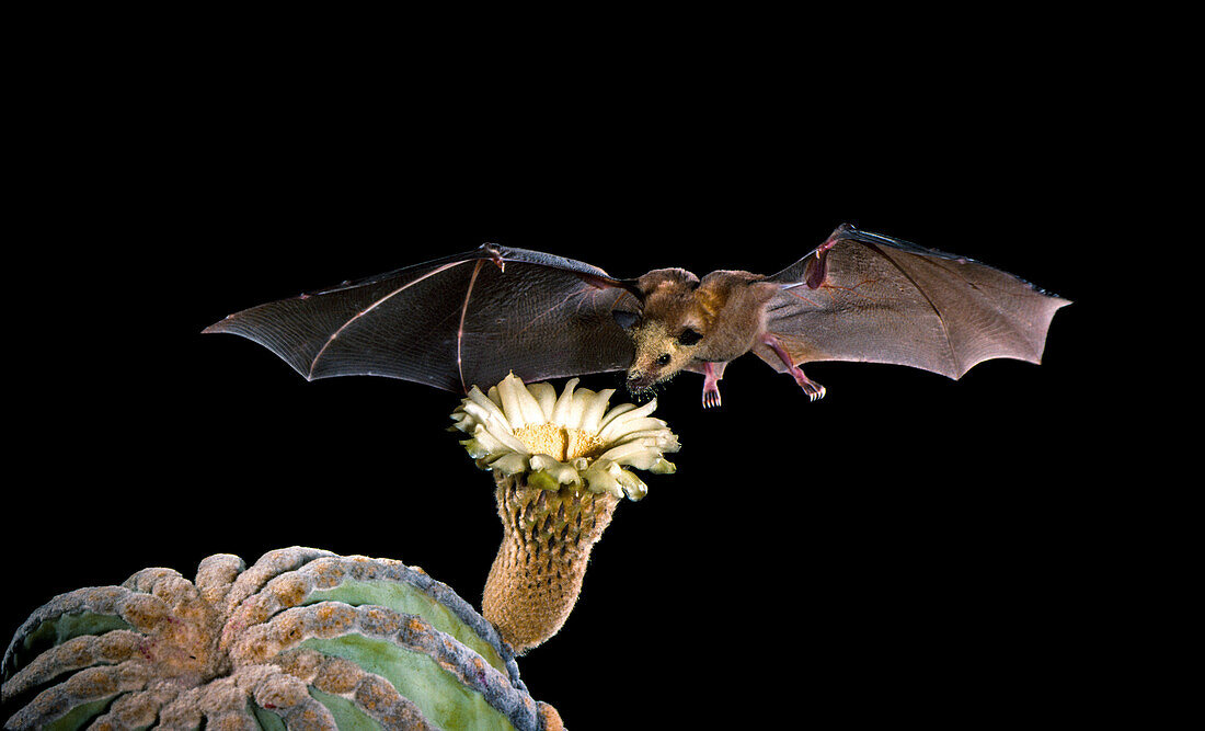 Lesser Long-nosed Bat at Cardon Flower