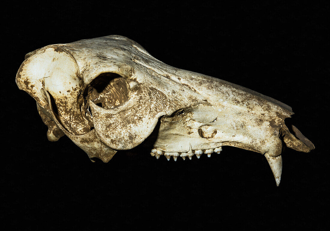 Peccary platygonus skull