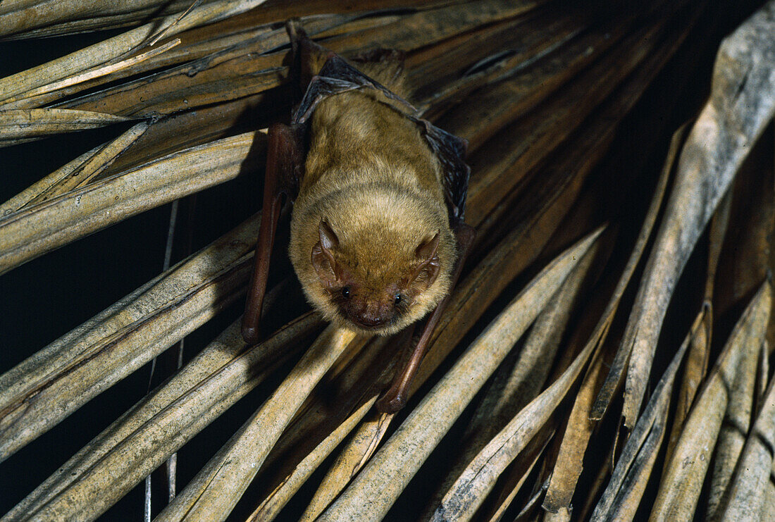 Southern Yellow Bat (Lasiurus ega)