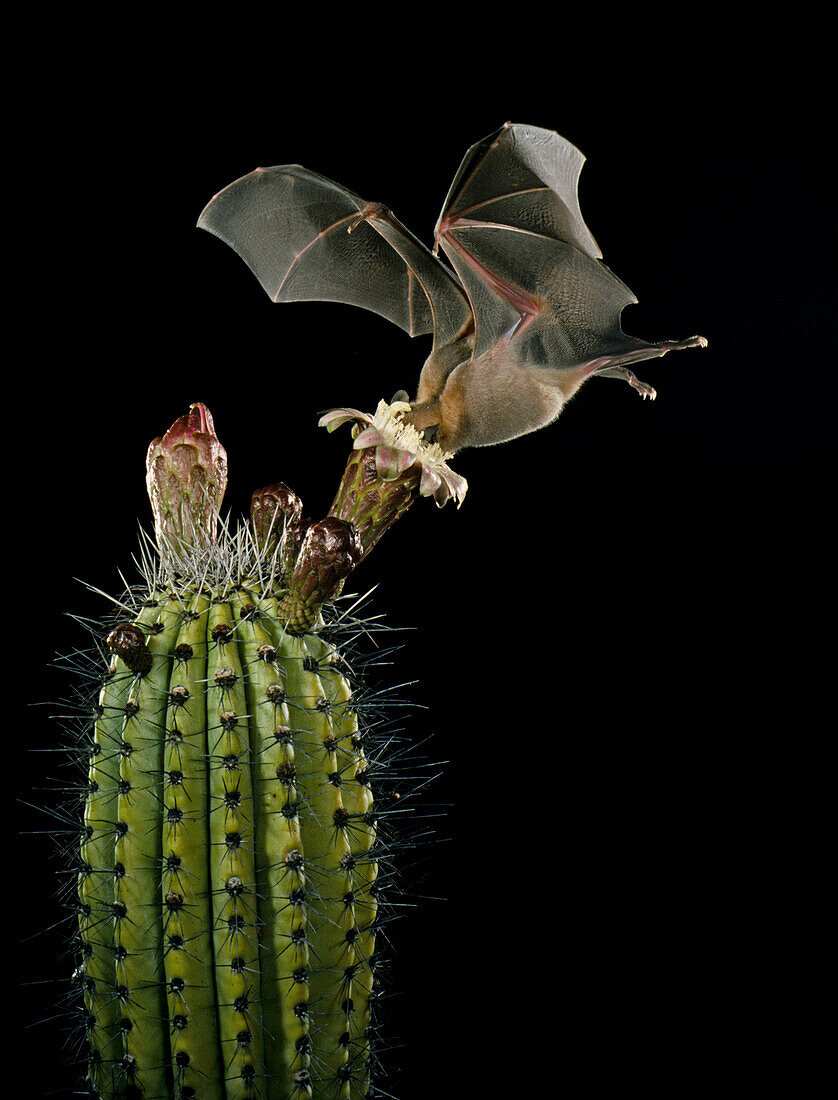 Lesser Long-nosed Bat at Organ Pipe Cactus