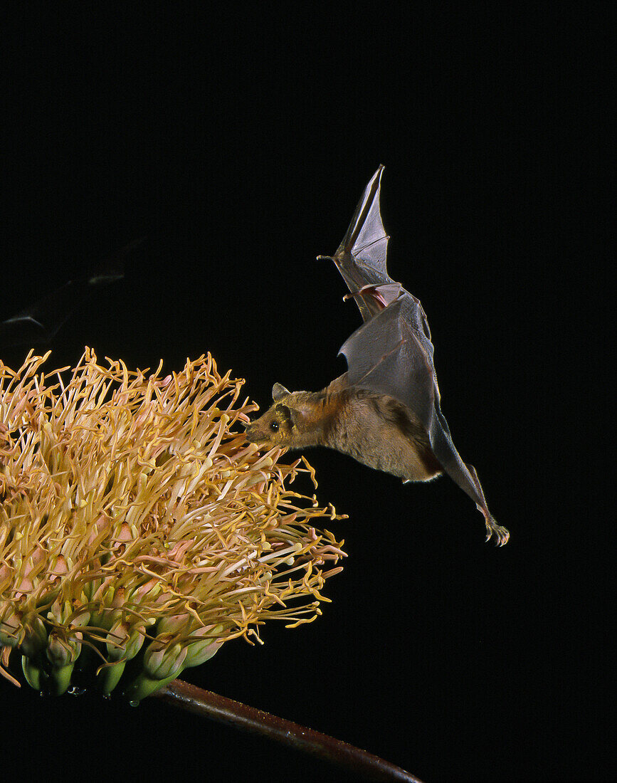 Lesser long-nosed bat at Agave