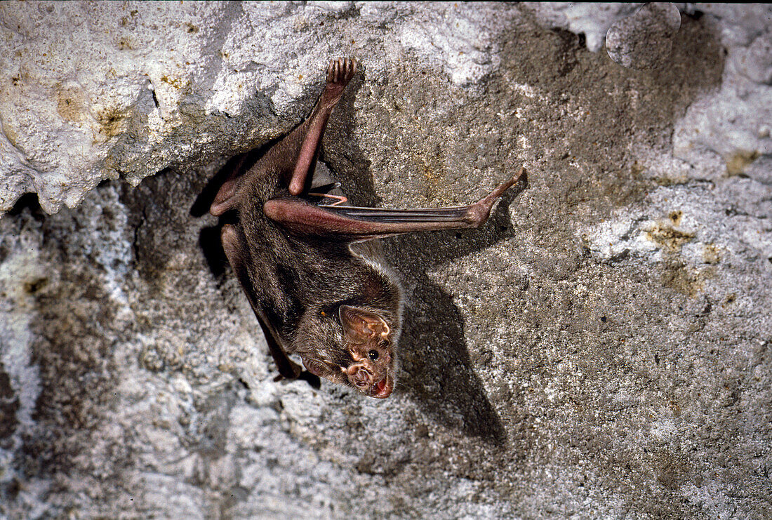 Common Campire Bat (Desmodus rotundus)