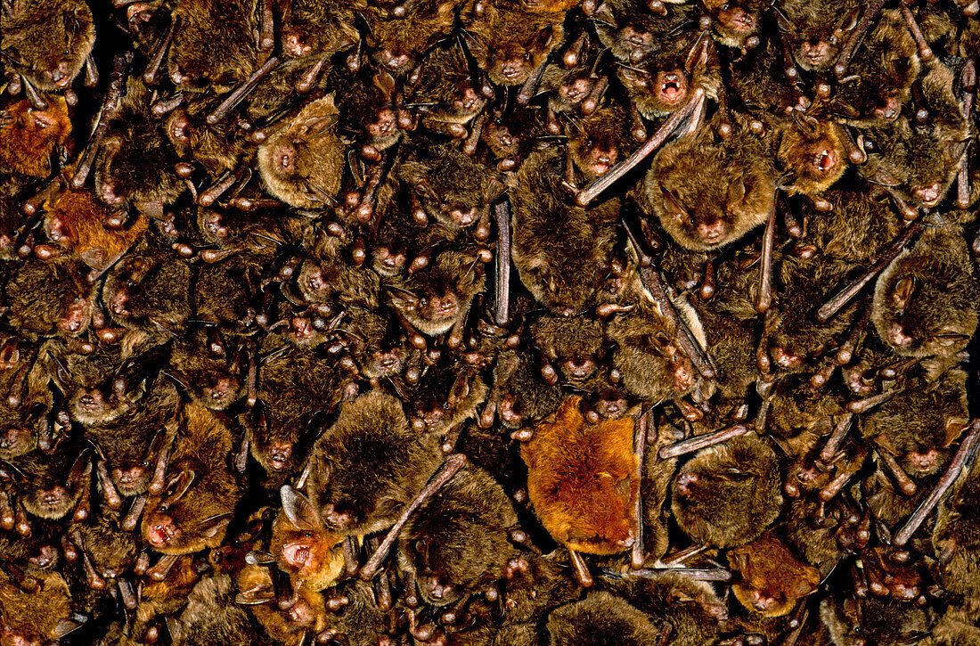 Colony of Southeastern Myotis Bats