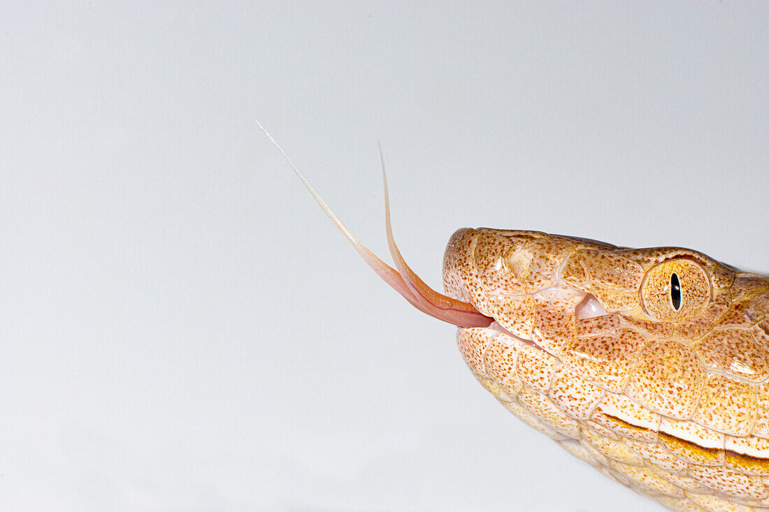 Copperhead, Agkistrodon contortrix