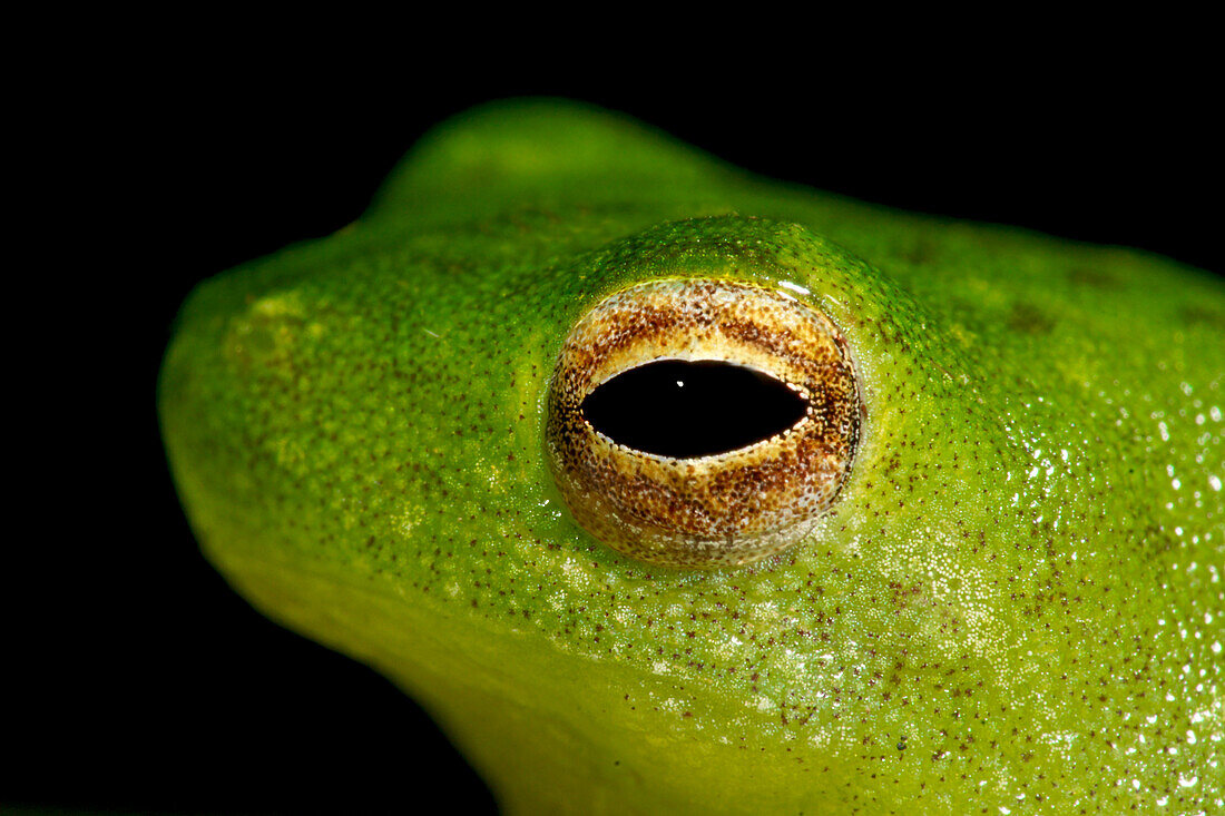 Lesser Hatchet-faced Treefrog (Sphaenorhynchus dorisae)