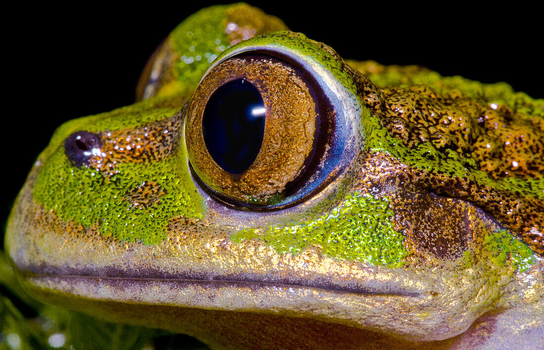 Emerald Forest Frog (Hylorina sylvatica)