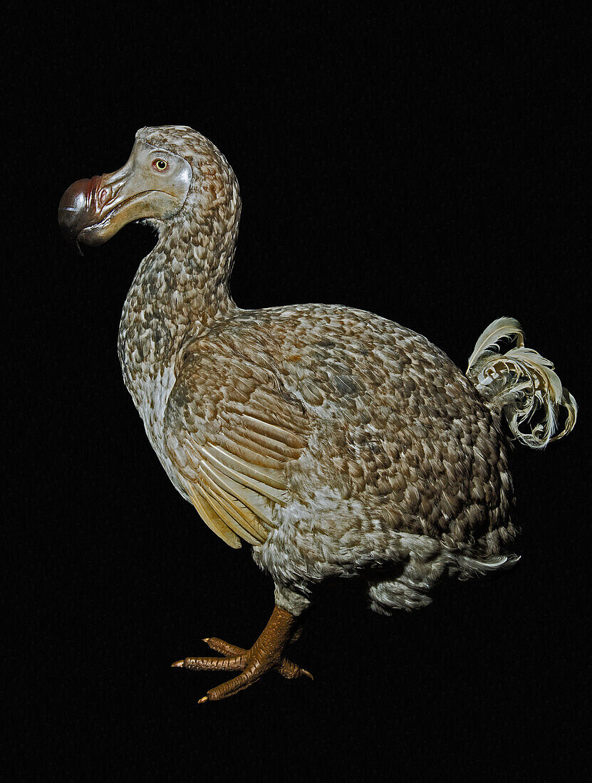 Dodo Bird Restoration