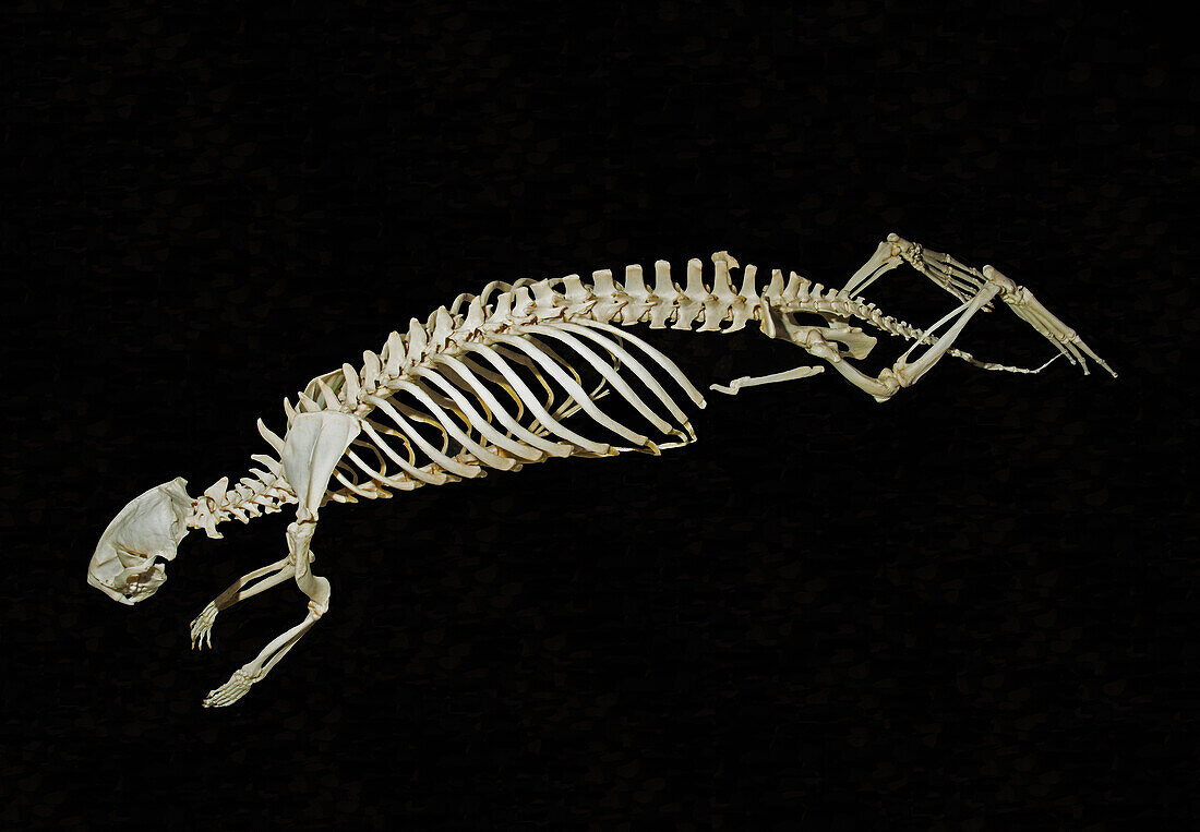 Sea Otter Skeleton