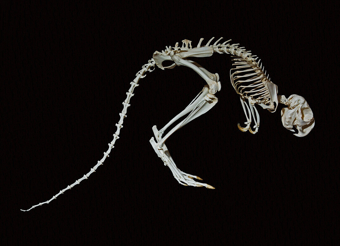 Springhare Skeleton