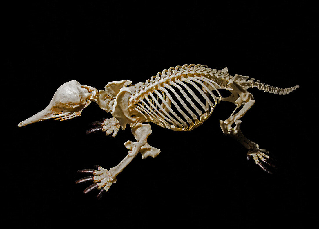 Short-beaked Echidna Skeleton