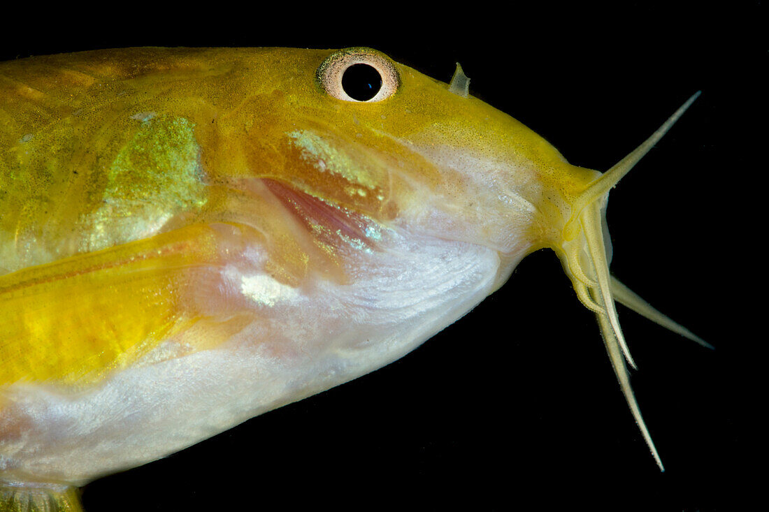 Orange and Green Laser Corys (Corydoras aeneus)