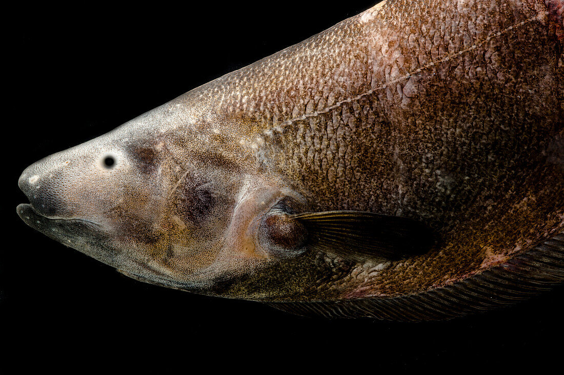 Knifefish (Parapteronotus hasemani)