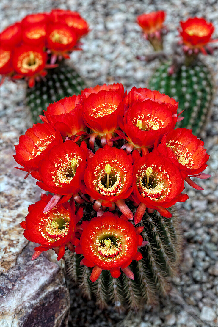 Magnificent Scarlet Cereus Cactus