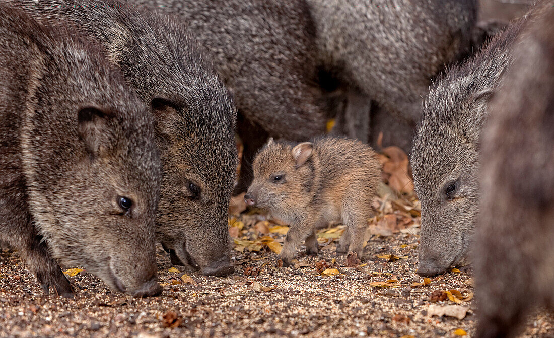 Javalina Herd & Baby