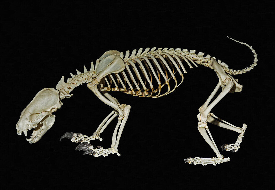 Honey Badger Skeleton
