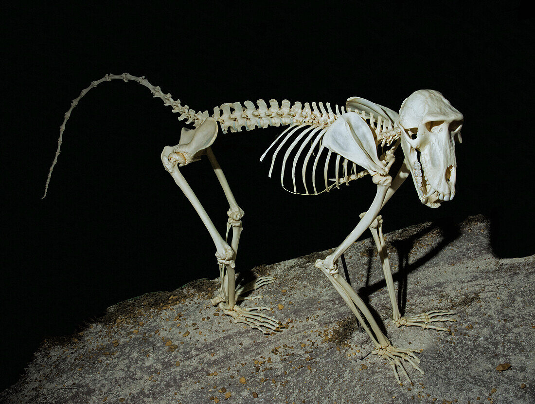 Guinea Baboon Skeleton