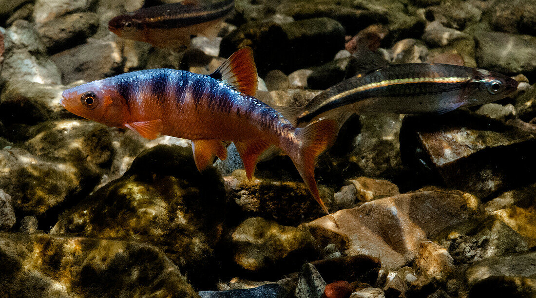 Male Scarlet Shiners (Lythrurus fasciolaris)