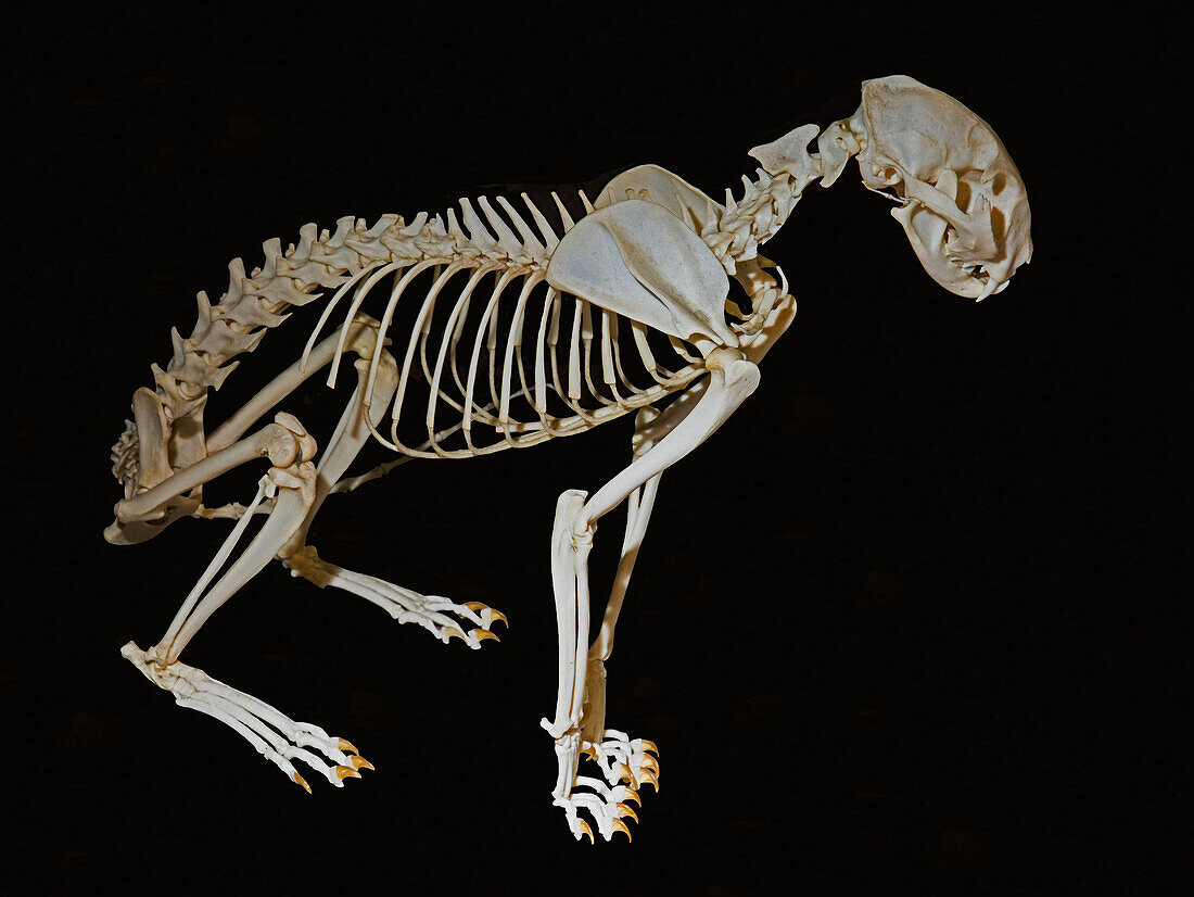 Domestic Cat Skeleton