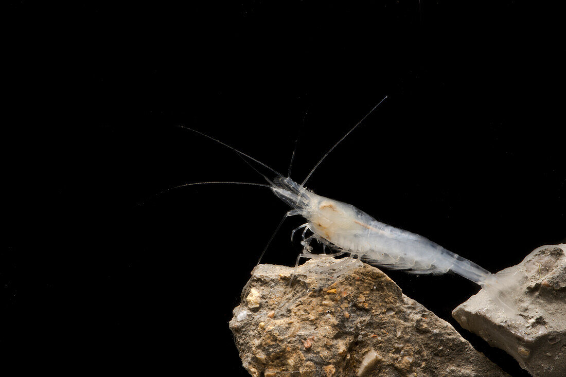 Cave Shrimp, (possibly Typhlocaridina sp.)