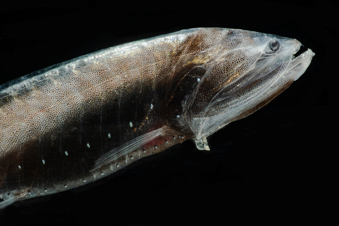 Tan Bristlemouth (Cyclothone pallida)