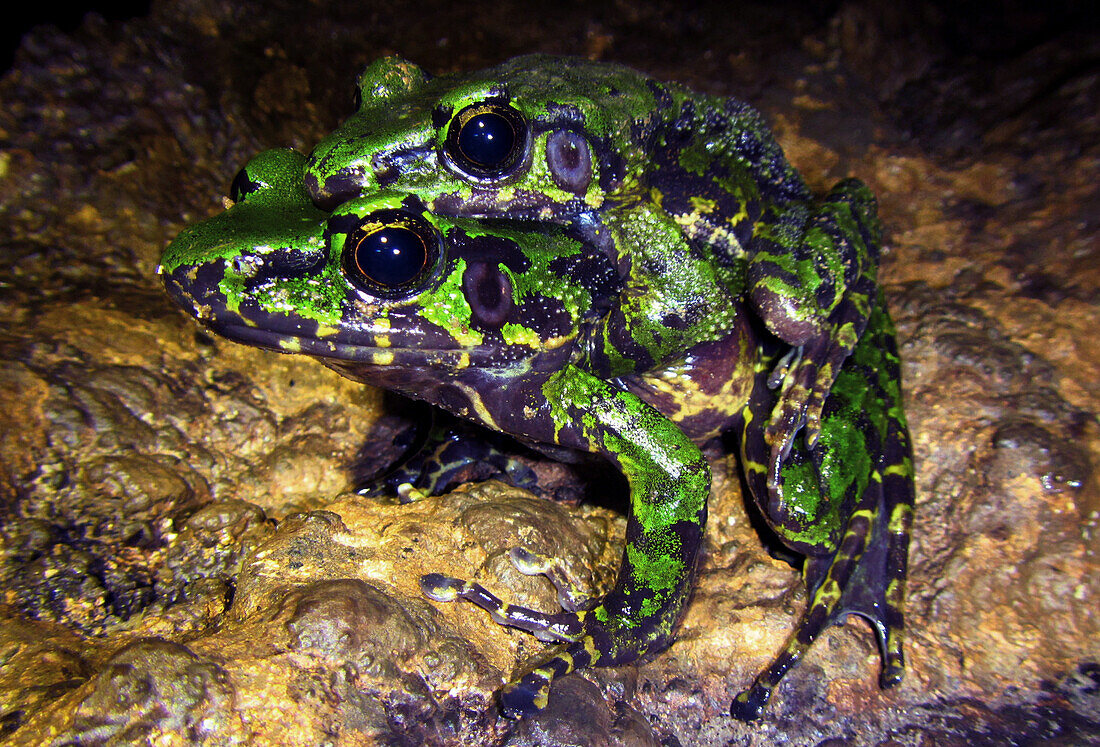 Wuchuan Odorous Frog (Odorrana wuchuanensis)