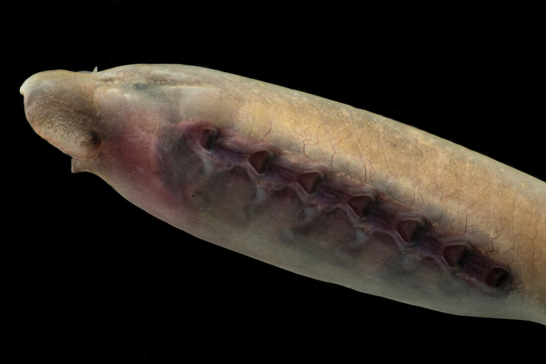 Least Brook Lamprey (Lampetra aepyptera)