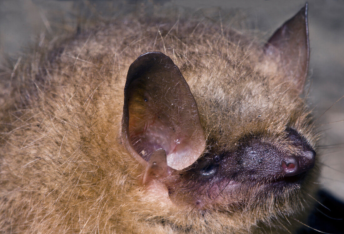 Tricolor Bat (Perimyotis subflavus)
