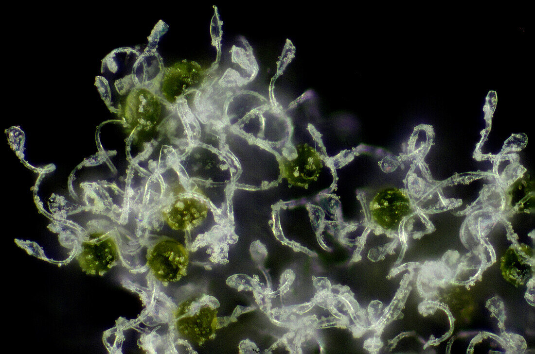 Equisetum Spores, Polarized Micrograph