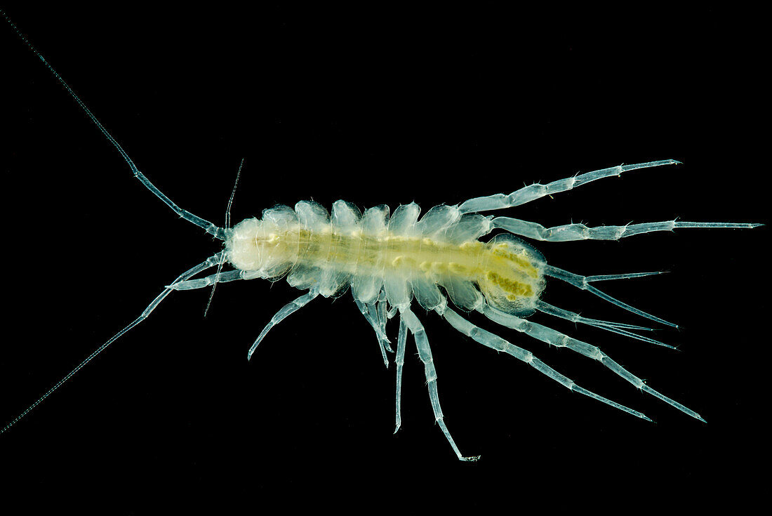 Groundwater Adapted Isopod (Proasellus sp.)
