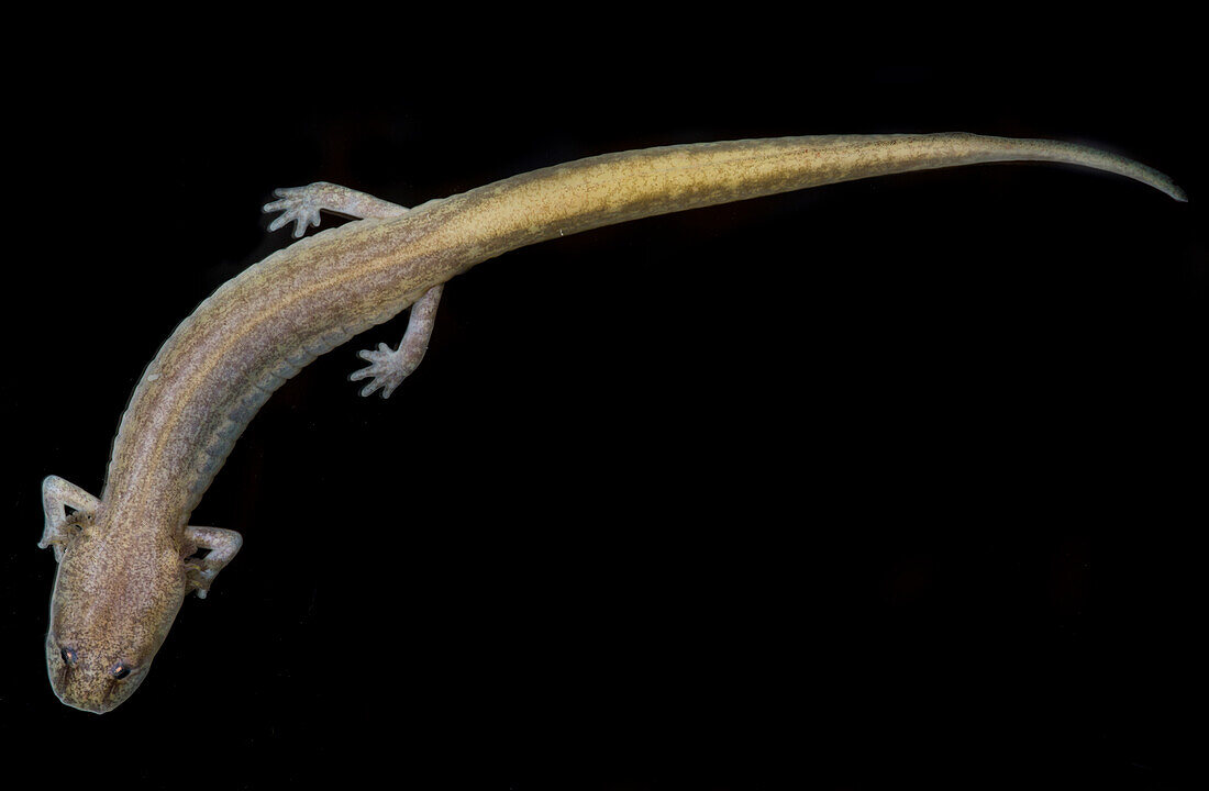 Grotto Salamander, Eurycea spelaea