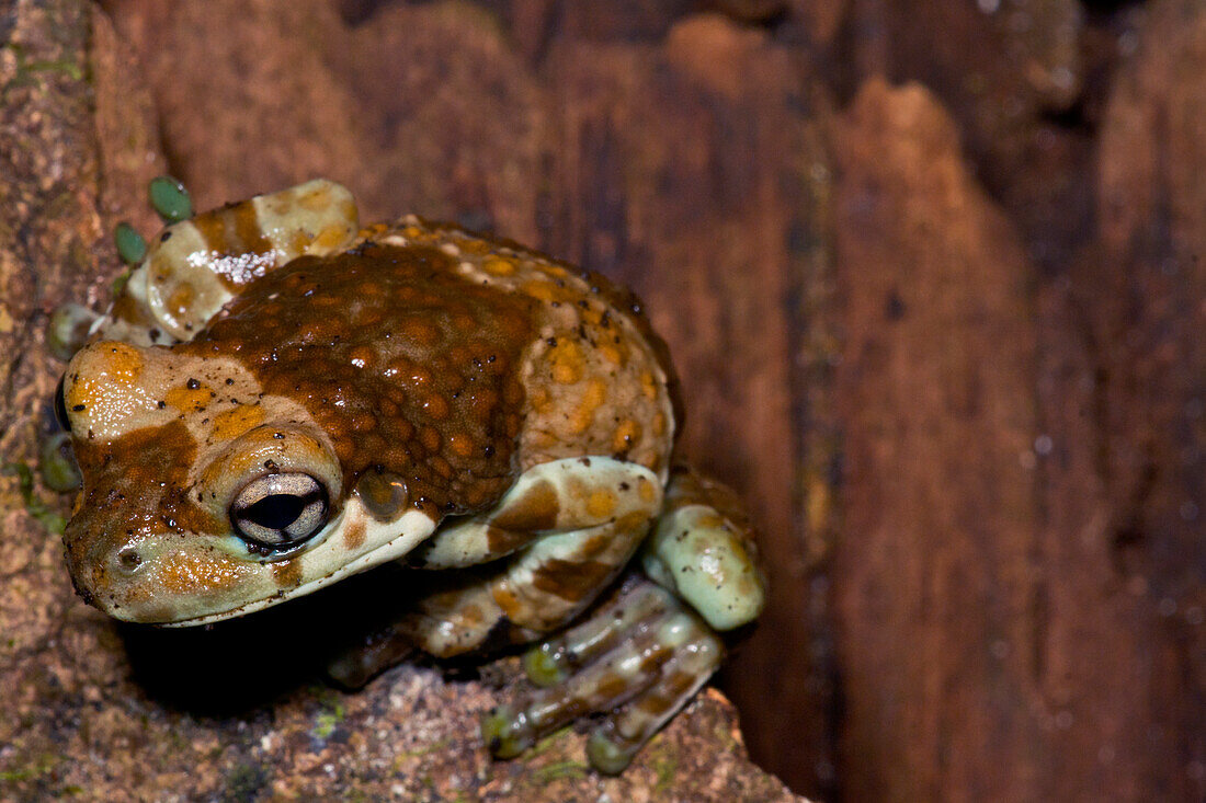 Western Amazonian Milk Frog (Trachycephalus cunauaru)